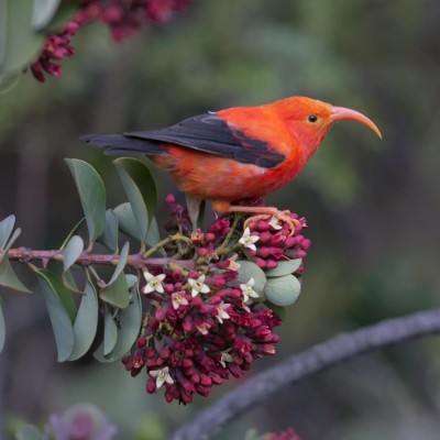 A small red birth with a round hooked reddish beak