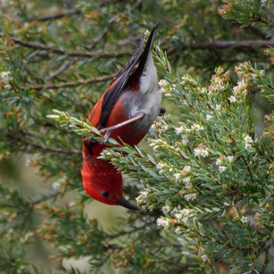A small red bird pecking through a tree
